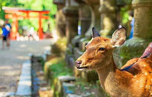 奈良旅行